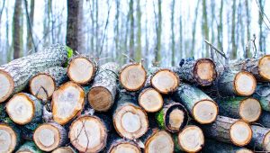 Tagliare-alberi